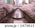 目黒川の桜