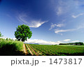 1473817