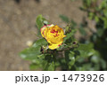薔薇（絵日傘）