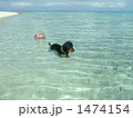 浅瀬の海で気持ち良く遊ぶ犬