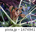 実を付けてから出る赤ちゃんの手のようなやつでの新芽