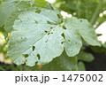 大根の葉