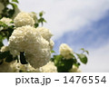 美しい大手毬と空