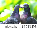 鳩の語らい