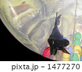 黒出目金