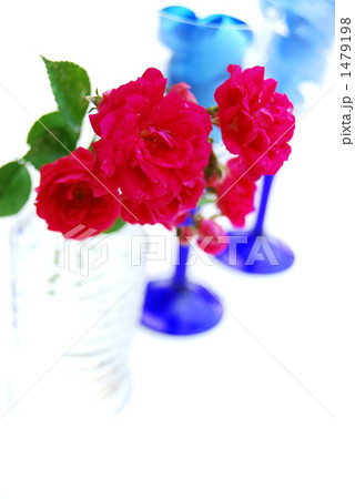 薔薇 花 つる薔薇
