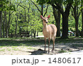 奈良公園の小鹿