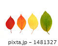 桜の葉の色変化