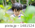 1481524