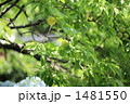 1481550