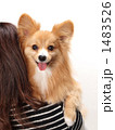 抱っこされた犬