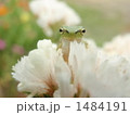 花に囲まれて