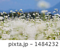 蕎麦の花とアゲハ蝶