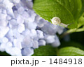 アジサイとかたつむり