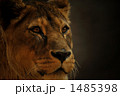 ライオン　メス　頭部アップ