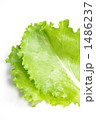1486237