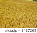 いいかんじな麦畑