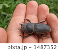草に紛れて散歩