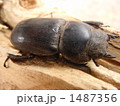 木で休むクワガタ
