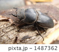 木の見張り番