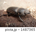 立ち向かうクワガタ