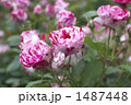 薔薇（アラベスク）