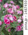 薔薇（アラベスク）
