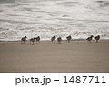 波打ち際の海鳥たち