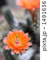 サボテンの花