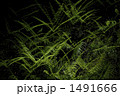 1491666