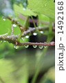 葡萄の枝に雨の雫