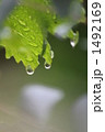葡萄の葉に雨の雫