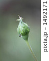 薔薇グレイドーンに雨の雫