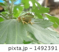 雨が恋しいのぅ