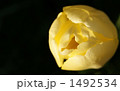 1492534