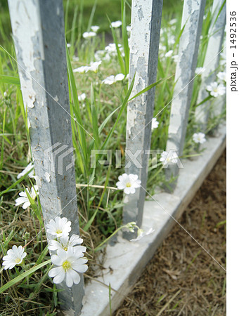 「柵 かすみ草 カスミソウ 」の写真素材 「柵 かすみ草 カスミソウ 」の写真素材