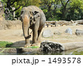 アジアゾウ