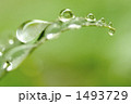 葉の水玉