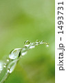 葉の水玉２