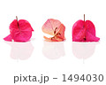 花びら