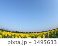 ひまわり