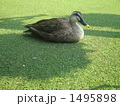 木陰で休むカモ