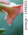 凌霄花
