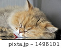 ローボードの上で寝ている我が家のラムちゃん