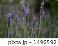 癒しの香り