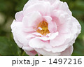 薔薇・品種名／ヘルシューレン