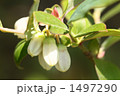 ブルーベリーの花