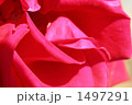薔薇の花びら