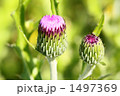 アザミの蕾