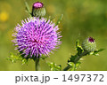 アザミの花